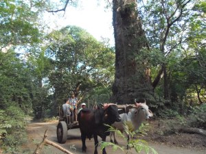 Nuestra carreta de bueyes frente a árbol centenario de Cenízaro (Samanea Saman).